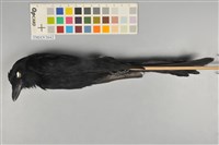 藏品(大卷尾)的圖片